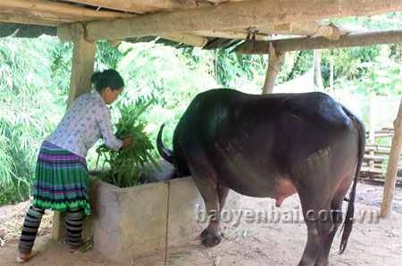 Chăn nuôi đại gia súc là một trong những thế mạnh được xã bản Mù lựa chọn để phát triển kinh tế.