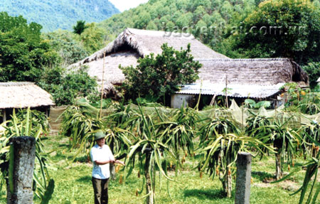 Cây thanh long trồng thử nghiệm trên đất Ngọc Chấn.
