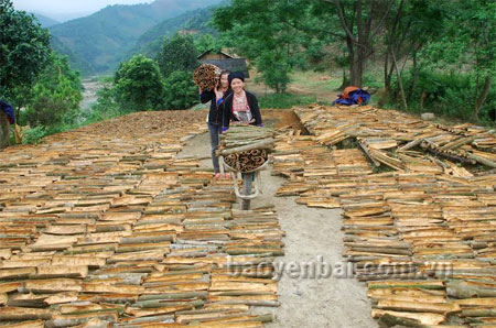 Nhân dân các dân tộc huyện Văn Chấn luôn làm theo lời Bác nên đời sống không ngừng được cải thiện.(Trong ảnh: Đồng bào Dao xã An Lương thu hoạch quế).