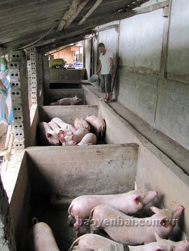 Mô hình chăn nuôi lợn thương phẩm đem lại nguồn thu nhập ổn định cho gia đình ông Hoàng Văn Sơn.