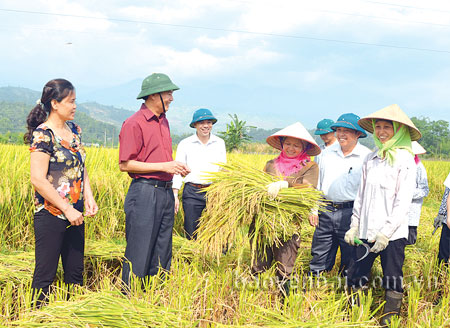Đồng chí Hồ Đức Hợp (thứ 2, trái sang) - Chủ tịch UBND huyện Văn Chấn kiểm tra mô hình canh tác lúa SRI ở xã Sơn A.
