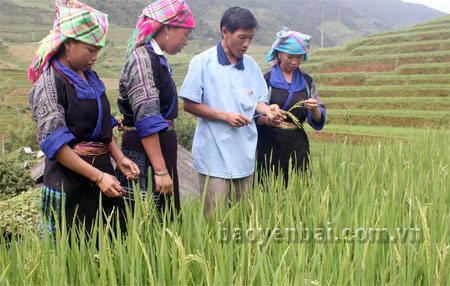 Cùng với nguồn vốn ngân hàng, người dân Mù Cang Chải đã nâng cao trình độ thâm canh, góp phần phát triển kinh tế - xã hội địa phương.