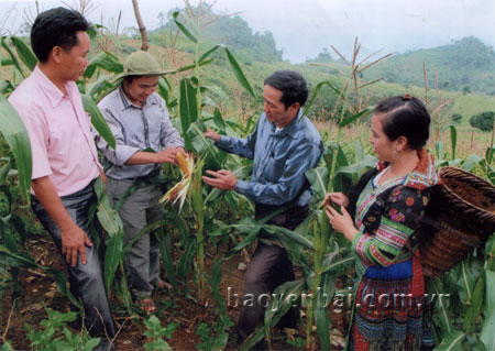 Lãnh đạo xã Suối Giàng và cán bộ khuyến nông huyện Văn Chấn kiểm tra sự sinh trưởng của cây ngô trên đất dốc.
