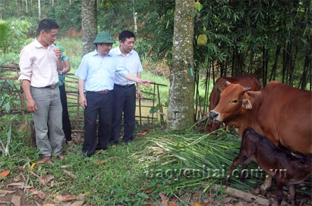 Đồng chí Hoàng Xuân Nguyên (đội mũ) - Phó chủ tịch UBND tỉnh cùng với lãnh đạo Trung tâm Giống vật nuôi tỉnh kiểm tra tình hình thực tế chương trình thụ tinh nhân tạo cho bò.
