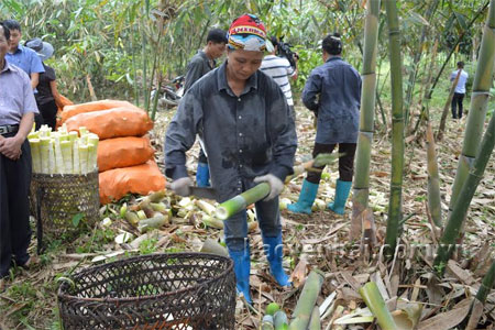 Nông dân xã Kiên Thành thu hoạch tre măng Bát Độ.
(Ảnh: Anh Hải)
