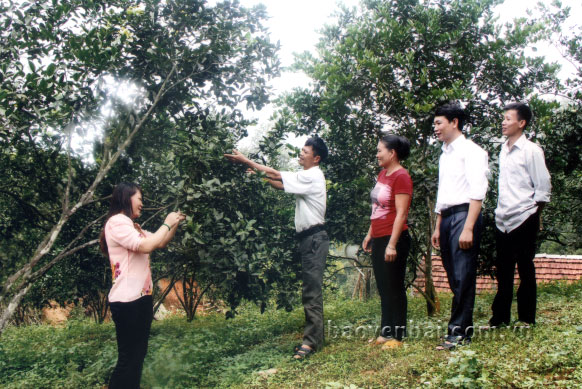 Anh Phùng trao đổi kinh nghiệm trồng cây cam sành với cán bộ Hội Nông dân xã Đại Lịch.
