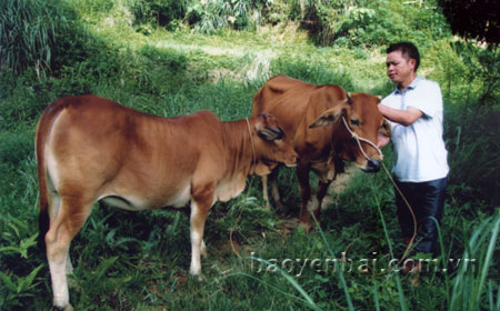 Nhờ chương trình hỗ trợ giống gia súc của Nhà nước, gia đình anh Lý A Sử ở thôn 8, xã Châu Quế Thượng đã có bò để nuôi phát triển kinh tế.
