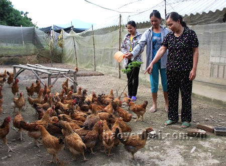 Hội viên Câu lạc bộ khuyến nông tự nguyện thôn Chăn Nuôi trao đổi kinh nghiệm chăn nuôi.