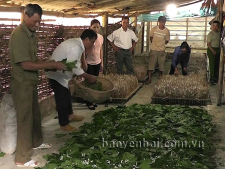 Nghề trồng dâu nuôi tằm mang lại hiệu quả kinh tế cao ở Trấn Yên.