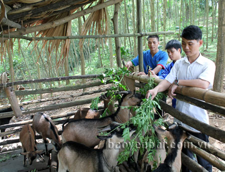 Mô hinh đàn dê của Đoàn xã Phan Thanh.
