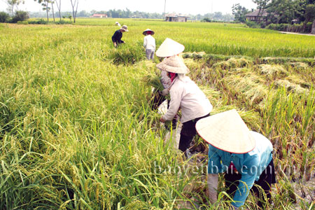 Nông dân Mường Lò thu hoạch lúa.
