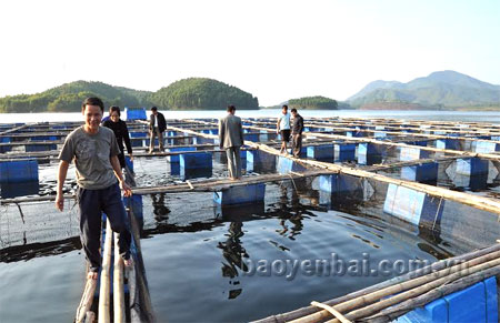 Nuôi cá quây lưới trên hồ Thác Bà mang lại hiệu quả kinh tế cao.