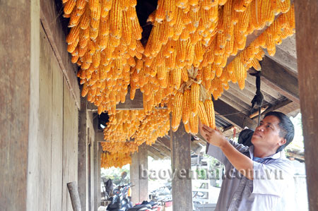 Ngô thu về được anh Vàng Khua Kỷ treo gọn gàng bên hiên nhà.