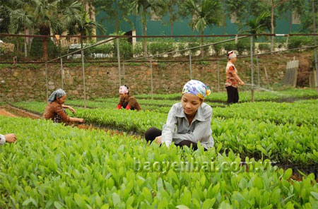 Sản xuất cây giống tại Công ty TNHH một thành viên Lâm trường Ngòi Lao (Văn Chấn) phục vụ nhu cầu trồng rừng của đơn vị.
(Ảnh: Minh Quang)