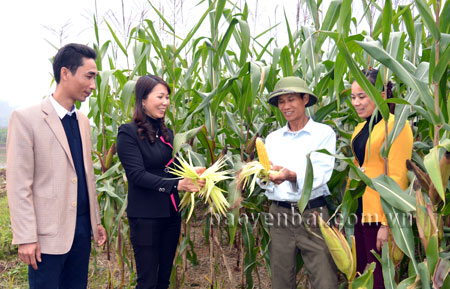 Lãnh đạo xã Việt Thành kiểm tra hiệu quả của việc đưa các giống ngô mới có năng suất, chất lượng cao vào gieo trồng.
