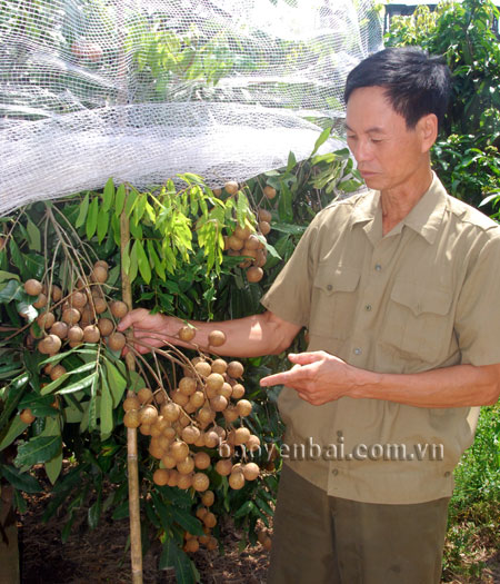 Mỗi năm, thu nhập của gia đình ông Phạm Văn Thắng đạt gần 100 triệu đồng.