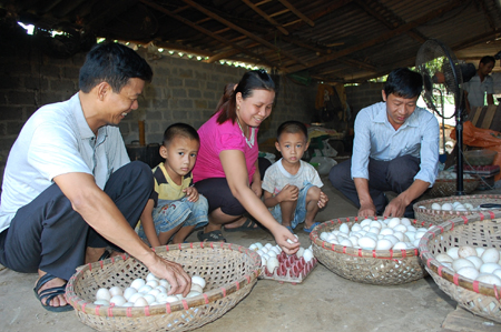 Chị Hà Thị Quê kiểm tra trứng trước khi cho vào lò ấp.