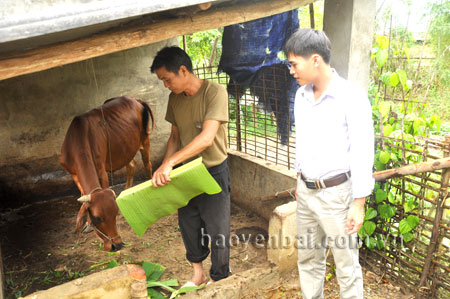 Ông Điêu Văn Ninh (trái) - thôn Đêu 4, xã Nghĩa An (thị xã Nghĩa Lộ), chăm sóc cho bò mẹ được hỗ trợ từ mô hình giảm nghèo bền vững phát triển đàn bò sinh sản.
