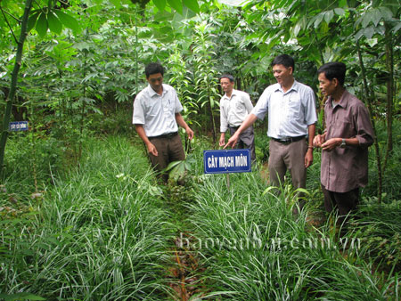 Vườn thuốc của gia đình ông Hoàng Ngọc Trung (bên phải) thôn Tân Lập xã Cảm Ân đã có trên 50 cây các loại.
