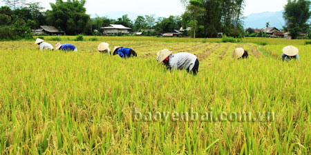 Nông dân Văn Chấn khẩn trương thu hoạch lúa mùa chuẩn bị đất làm vụ đông.