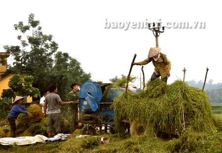 Nông dân xã Việt Thành, huyện Trấn Yên sử dụng máy tuốt lúa.
