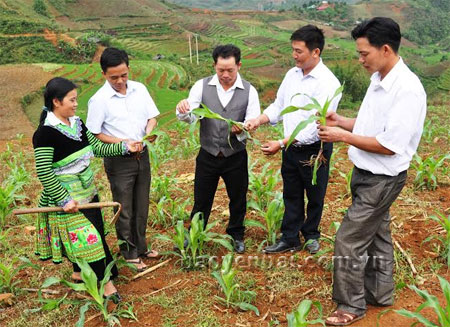 Lãnh đạo xã kiểm tra diện tích trồng lúa nương kém hiệu quả được chuyển đổi sang trồng ngô phát triển tốt ở Tà Si Láng.
