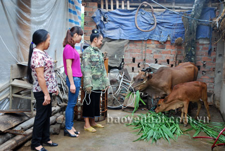 Gia đình chị Hà Thị Toán ở Bản Đường, xã Thạch Lương (huyện Văn Chấn) được Dự án Giảm nghèo giai đoạn 2 huyện hỗ trợ nuôi bò sinh sản từ năm 2014. Đến nay, bò đã sinh sản được một con bê. 
