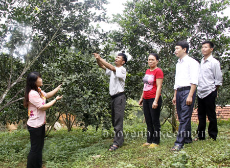 Gia đình anh Trần Văn Phùng - thôn 10, xã Đại Lịch phát triển kinh tế từ cây cam sành, quýt sen, mỗi năm cho thu nhập trên dưới 100 triệu đồng. (Ảnh: Ngọc Đồng)