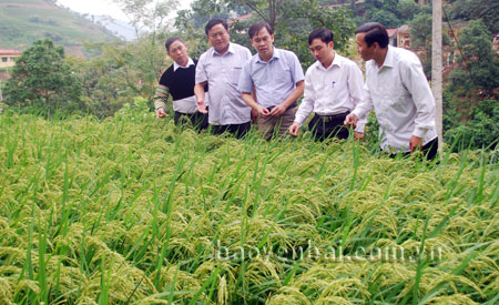 Các đồng chí lãnh đạo huyện Trạm Tấu kiểm tra tình hình sản xuất tại xã Trạm Tấu.