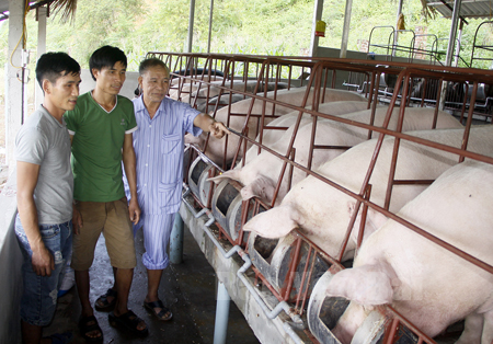Mô hình chăn nuôi lợn của gia đình anh Lê Văn Hoàng cho thu nhập cao.