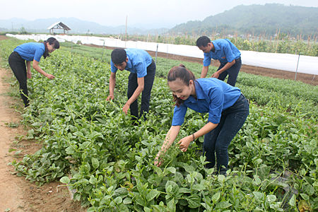 Đoàn viên thanh niên xã Đại Phác tham gia mô hình trồng rau an toàn của Hợp tác xã Cường - Quân.