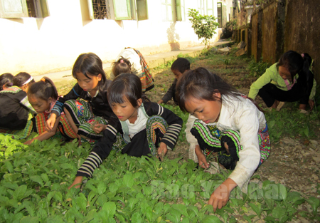 Học sinh Trường Phổ thông Dân tộc bán trú Tiểu học Suối Giàng tích cực tham gia Phong trào “Vườn rau của em”.