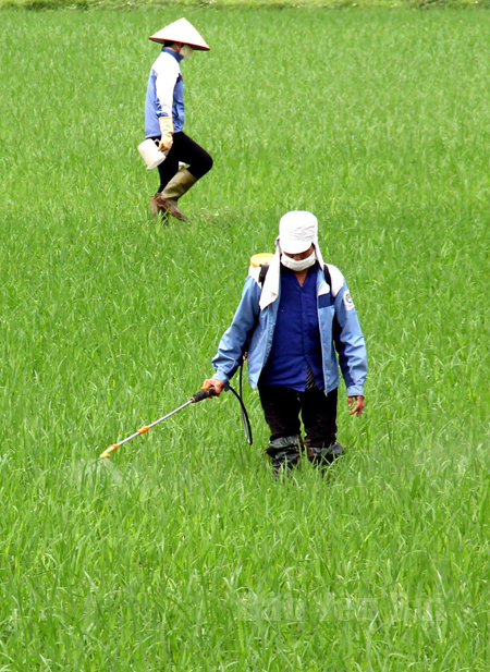 Nông dân xã Minh Quân, huyện Trấn Yên phun thuốc phòng trừ rầy nâu, rầy lưng trắng.
