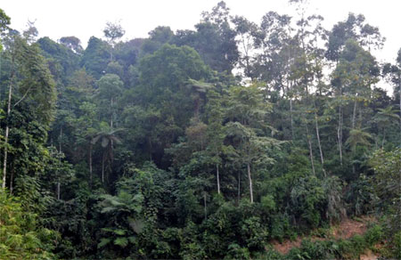Nhiều diện tích rừng khoanh nuôi tái sinh nay đã hồi sinh trở lại.