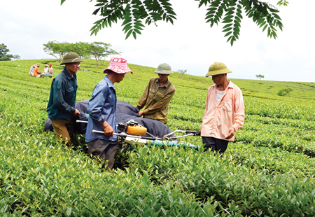 Nông dân thị trấn Nông trường Nghĩa Lộ thu hái chè niên vụ 2016.