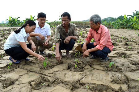 Cán bộ Phòng Nông nghiệp và Phát triển nông thôn huyện Trấn Yên hướng dẫn nhân dân trồng rau màu trên những diện tích bị vùi lấp sâu.