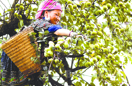 Sơn tra được du khách biết đến là một đặc sản của huyện Mù Cang Chải. (Ảnh: Thanh Miền)