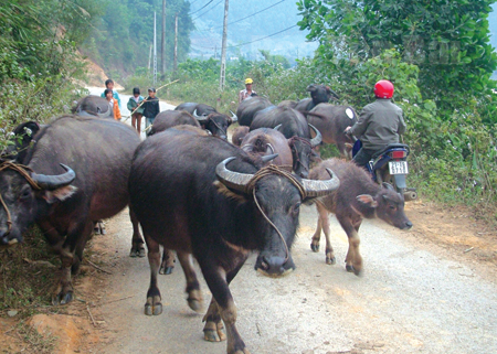 Đàn gia súc trên địa bàn huyện Trạm Tấu hiện có 28.526 con.

