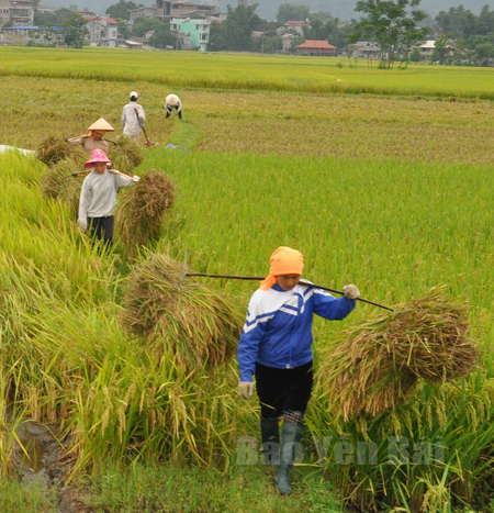 Nông dân Văn Chấn tích cực thu hoạch lúa mùa.

