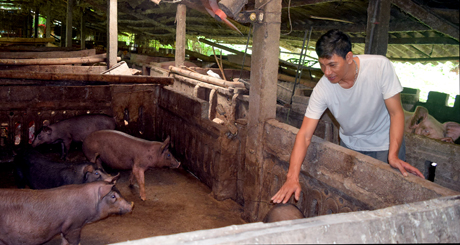 Sử dụng men vi sinh ủ thức ăn thường xuyên, anh Lưu đã góp phần giảm 15% chi phí thức ăn đồng thời còn hạn chế được dịch bệnh.