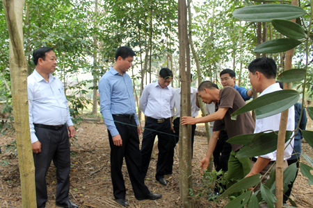 Lãnh đạo huyện Văn Yên kiểm tra tình hình phát triển kinh tế tại xã Yên Hợp.