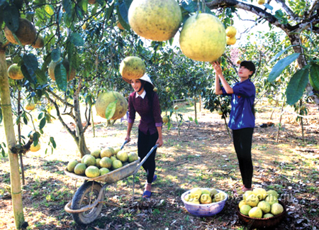 Do được đào tạo kỹ thuật cơ bản, nông dân nhiều xã trồng cây ăn quả có múi ở huyện Yên Bình đã có cơ hội làm giàu. (Ảnh: Thanh Miền)