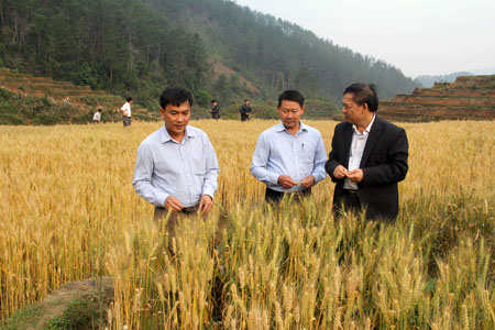 Mô hình trồng lúa mì tại xã Púng Luông đang mở ra hướng đi mới trong sản xuất nông nghiệp ở vùng cao.