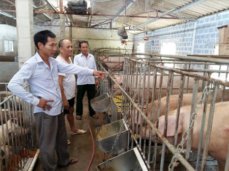 Mô hình chăn nuôi lợn thịt 100 con/lứa của gia đình anh Lường Văn Sơn, thôn Co Hạ.
