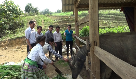 Cán bộ Phòng NN và PTNT Văn Chấn hướng dẫn người dân xã Sùng Đô chăm sóc trâu bò bán chăn thả.
