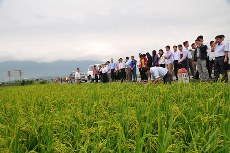 Người dân xã Thanh Lương huyện Văn Chấn đến dự hội nghị đầu bờ trên cánh đồng một giống.