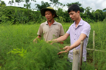 Mô hình trồng măng tây xanh của hộ gia đình ông Nguyễn Văn Bình, thôn Minh Đồng, xã Đồng Khê.