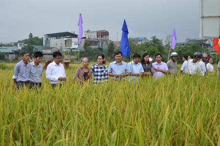 Các đại biểu cùng nông dân tham quan mô hình sản xuất lúa thuần Nam Hương 4.