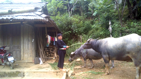 Ông Giàng A Cu là người tích cực phát triển chăn nuôi trâu ở Pín Pé. 
