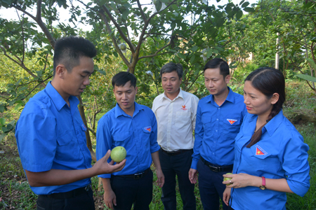 Đồng chí Đoàn Thị Thanh Tâm - Bí thư Tỉnh đoàn thăm mô hình trồng ổi của đoàn viên tại xã Vân Hội, huyện Trấn Yên.